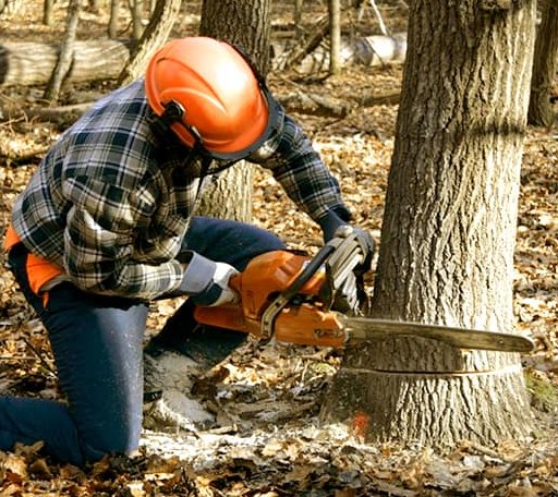Tree Removal in Long Lake, MI